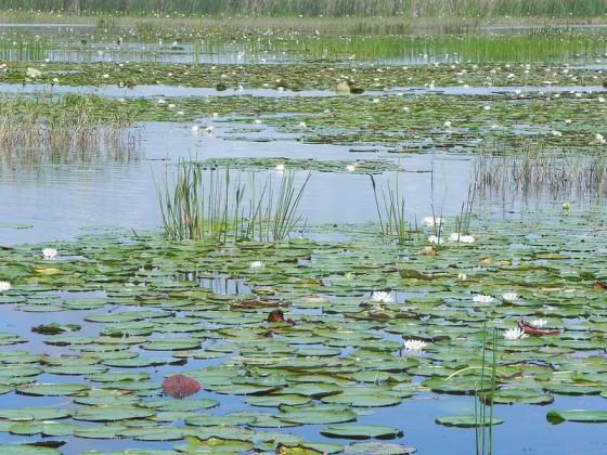 Florida Fish and Wildlife Conservation project on East Lake Toho has seen new fish spawning areas and native vegetation patches being created. PHOTO/FWC
