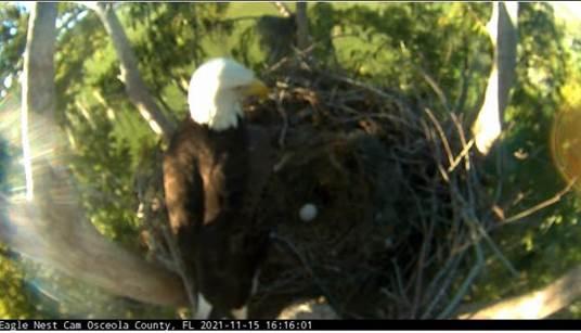 Osceola County residents can go online and name the baby bald eagle still in this egg in a nest at Brownie Wise Park. PHOTO/OSCEOLA COUNTY