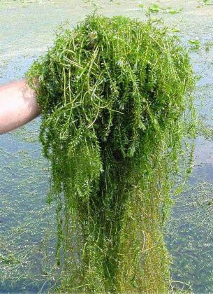 A handful of the hydrilla, the invasive plant affecting Lake Toho. PHOTO/FWC