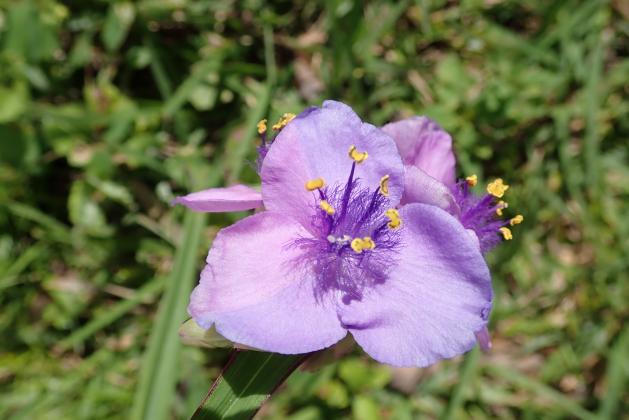 Bluejacket is a native Florida wildflower and can be found in all shades of pink, blue and purple. PHOTO/EXTENSION SERVICES 