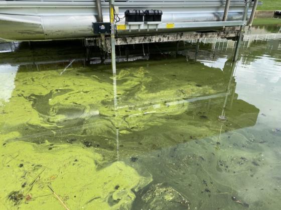 The algae alert is in response to a Lake Marion water sample taken on June 1. (Photo NOT of Lake Marion, but an example of blue-green algae) PHOTO/THE LILLY CENTER 