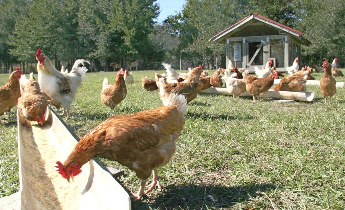 Backyard poultry flocks have become more common in recent years, and small flock owners should be aware of how to prevent illness in their flocks and what to do if birds become sick or die. PHOTO/OSCEOLA EXTENSION SERVICES