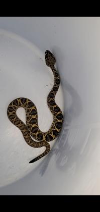 The offending snake that caused a third-quarter delay in the game. PHOTO/ERIC GODFREY, ST. CLOUD H.S.