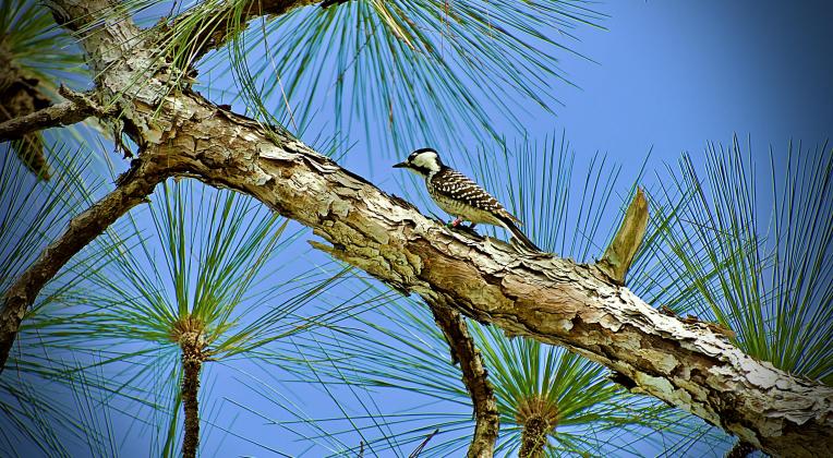 The next Early Birder Day at Disney Wilderness Preserve will be on Saturday, June 17 at 7 a.m. PHOTO/THE NATURE CONSERVATORY