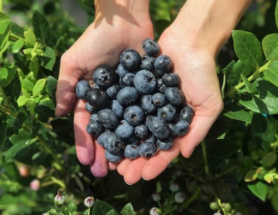 Double C Bar Ranch Blueberries opened last weekend.  PHOTO/DOUBLE C BAR RANCH