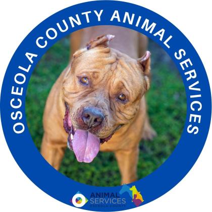 Osceola County Animal Services will host a Pup-Sicle Poolooza Adoption Event on Saturday, July 27 from 10 a.m. to 3 p.m.