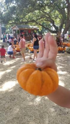 Pumpkins of all sizes are available for purchase at the Partin Corn Maze. PHOTO/KEN JACKSON