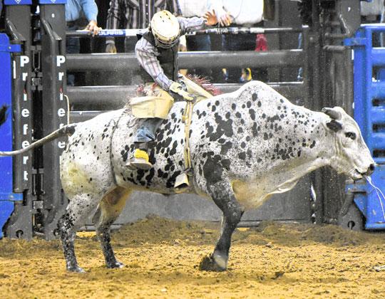 Kissimmee’s Garret Bryant was one of a number of local participants in bull riding and barrel racing at Saturday’s Monster Bulls event at the Silver Spurs Arena. Okeechobee’s Daron Powers won the bull riding with an 83.5-point ride. PHOTO/KATIE WILLIAMS