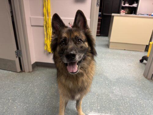 While dogs like Diesel are still available for adoption from Osceola County Animal Services, the shelter has paused intake of non-emergency cases. (Photo/Osceola Animal Services)