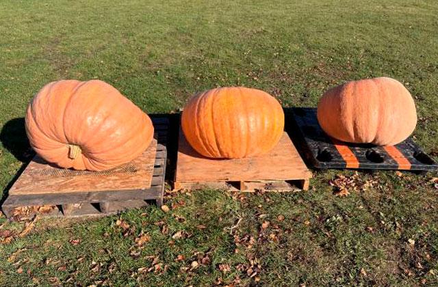 These pumpkins could be repurposed through Nov. 10 in St. Cloud at the Veterans Memorial St. Cloud Library and Osceola County Fleet Services. (Photo/Craigslist)