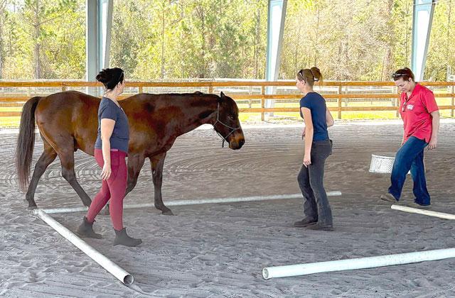 Learners apply the DIPIT model to debrief the results of their exercises with First Nature’s horses in the arena. (Photo/Terry Lloyd)