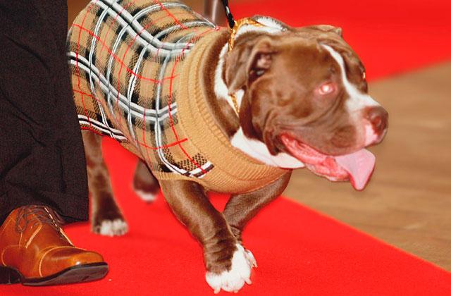 The sights and the hounds, er, sounds, of the inaugural Merrill Gardens Doggy Fashion Show Friday. (Photo/Christine Pike)
