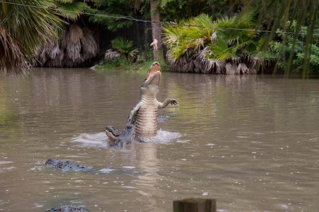 Jump for lunch  — it's Gator Week! (Photo/Reach)