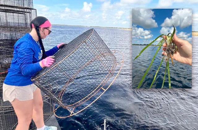 A stalk of Eelgrass is ready to be planted on the East Lake Toho lakebed using protective metal cages to prevent premature feeding by wildlife and impacts from wave action and boats. (Photos/Conservation Florida).
