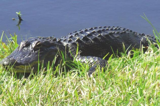 Hunters participating in the Statewide Alligator Hunt and Super Hunt that began Aug. 15 can now log their alligator harvests through the Fish l Hunt FL app. (File Photo)
