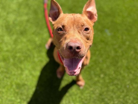 Now through the end of August, all adoptions from Osceola County Animal Services are just $8. (Photo/Osceola County Animal Services)
