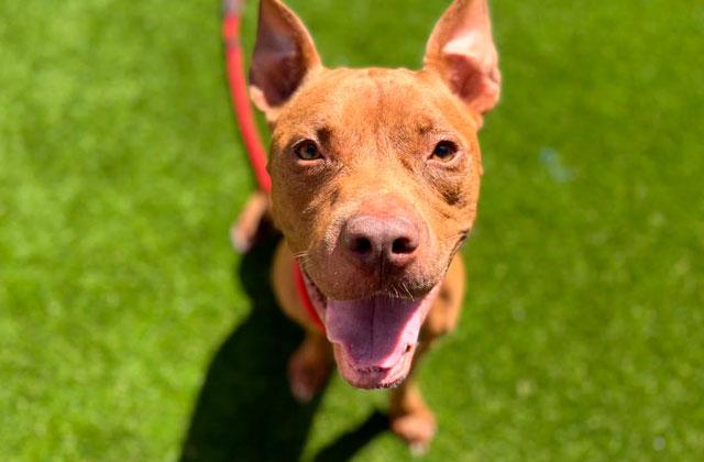 Now through the end of August, all adoptions from Osceola County Animal Services are just $8. (Photo/Osceola County Animal Services)
