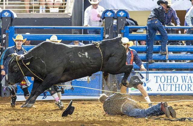 This shot from the 2025 Boots, Bulls and Barrels tells you what you need to know — about the cowboys, about the Silver Spurs Riding Club stock, and what to expect on Oct. 3. (News-Gazette File Photo)