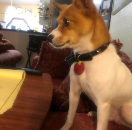 Here's Max in a more healthy time. (Photo/Osceola County Sheriff's Office)