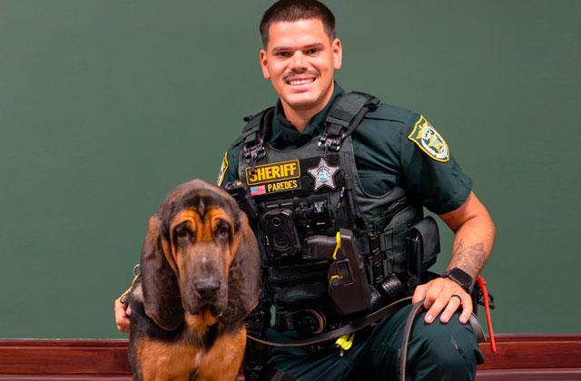 Valor, a bloodhound trained to follow the scent of missing persons, is Osceola County Sheriff’s Deputy Luis Paredes-Labrador new partner. (Photo/Osceola County Sheriff’s Office)