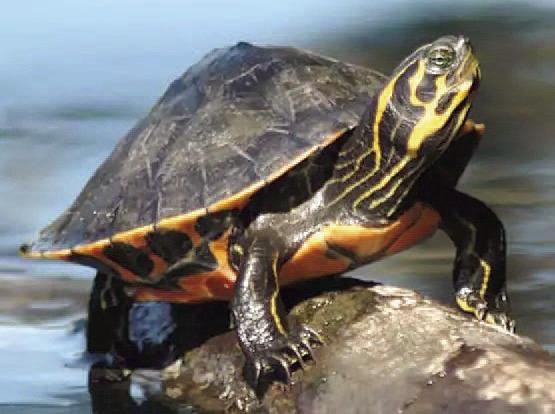 The Florida Fish and Wildlife Conservation Commission reports turtles, like this cooter, testing positive for an existing virus have come from both Lake Tohopekaliga and East Lake. SUBMITTED PHOTO