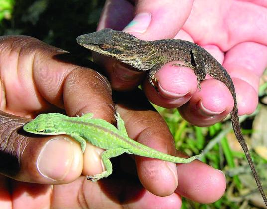 The difference in the brown anole lizard, an invasive species, and green anole, sometimes referred to as a “chameleon” because it can change color. PHOTO/OSCEOLA EXTENSION SERVICES