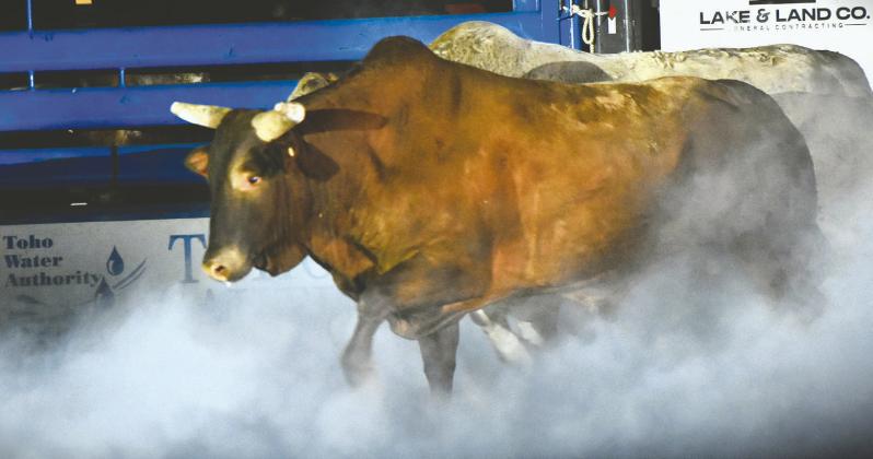 Monster Bulls photos by Katie Williams