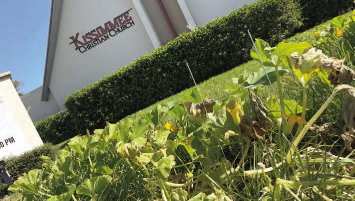 The pumpkin vine stretches across the lawn of the Kissimmee Christian Church in the spirit of fall. PHOTO/CHRIS MILLER
