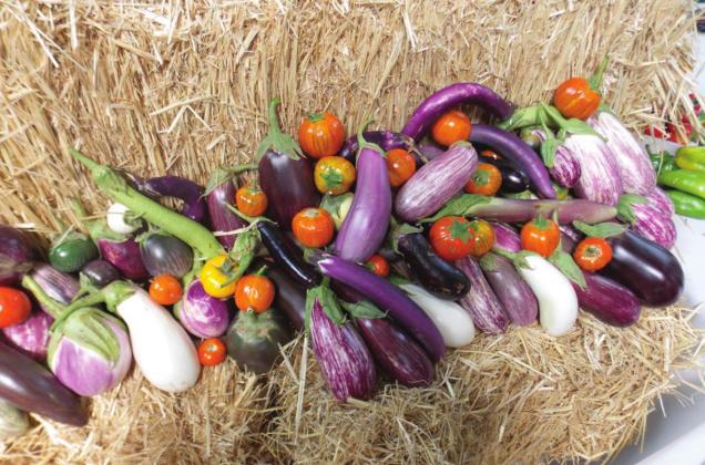 Eggplant is widely available, and a healthy addition to your diet. SUBMITTED PHOTO