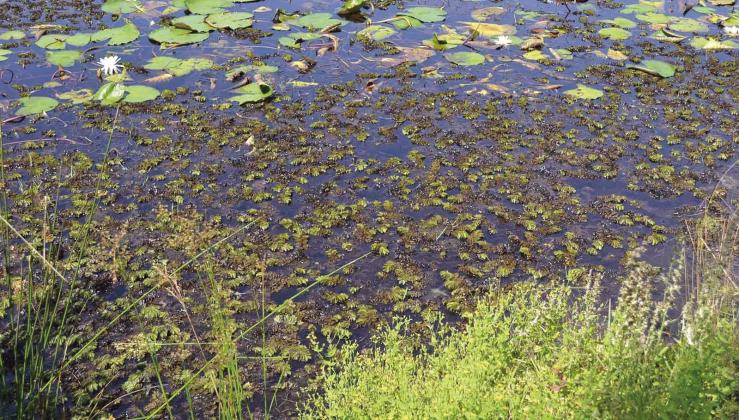 Floating Hydrilla. PHOTO/FWC
