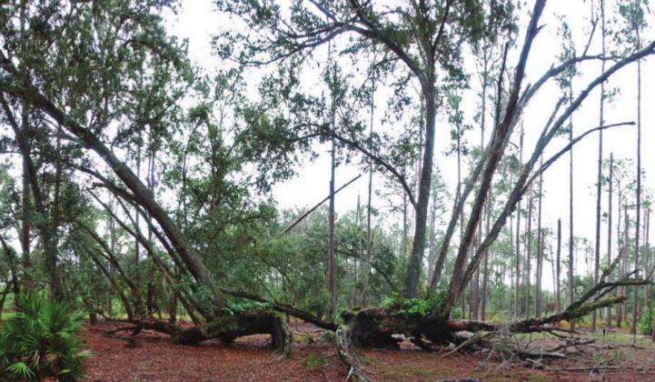 Split Oak Forest