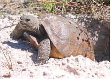 Updated Gopher Tortoise Permitting Guidelines will better protect gopher tortoises by encourage relocations to protected sites, clearly defining roles and responsibilities in the relocation process. PHOTO/FWC