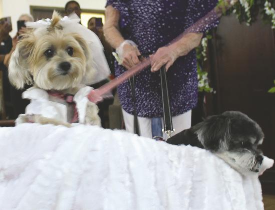 Baby (left) and Bear get a carriage ride from the ceremony after their doggie wedding last week at Merrill Gardens.PHOTOS/KEN JACKSON