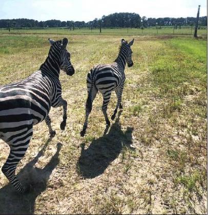 PHOTO/EXPERIENCE KISSIMMEE Wild Florida Airboats &amp; Gator Park recently opened its Drive-Thru Safari Park, featuring more than 100 exotic animals and native Florida wildlife.