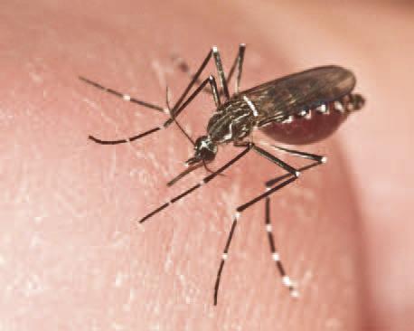 The standing water from Hurricane Ian’s rains could be a breeding ground for mosquitos — so don’t get bit. PHOTO/UF-IFAS EXTENSION SERVICES