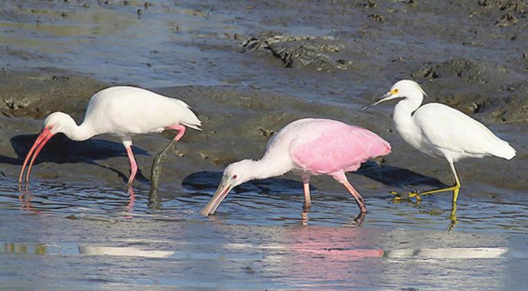 From left to right: White Ibis, Roseate Spoonbill, and Snowy Egret. PHOTO/PHIL LANOUE