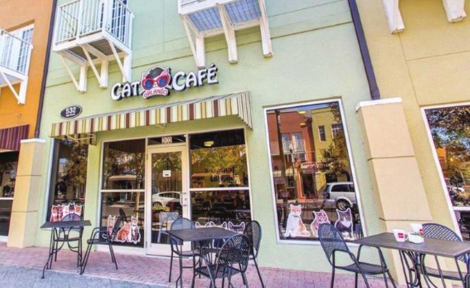 Orlando Cat Café is located at 532 Cagan Park Ave., Suites 201-203, in Clermont. submitted Photo