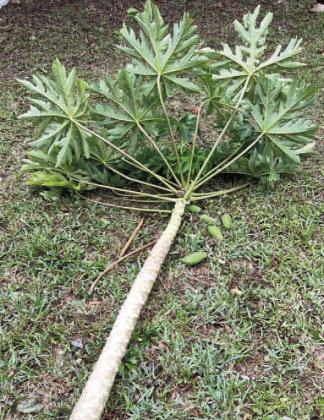 Hurricane Nicole, a tropical storm as it passed through Osceola County, did rip down branches and took some smaller trees down, like this papaya tree. PHOTO/RUBEN HENKINS FROM FACEBOOK