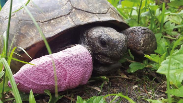 Gopher tortoises in “intensive care” recovering from shell damage need time and medical attention to heal before being released back into the wild. SUBMITTED PHOTOS