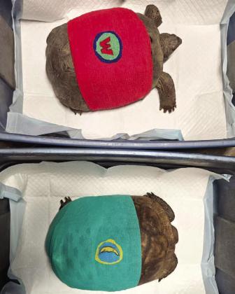 rom shell damage need time and medical attention to heal before being released back into the wild. SUBMITTED PHOTOS