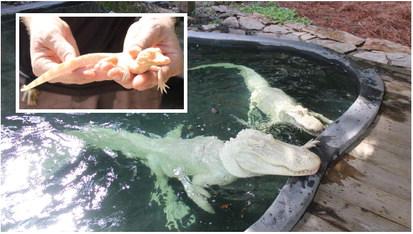 Proud albino alligator parents Snowflake and Blizzard enjoy a poolside snack at their Wild Florida enclosure. Inset, The seventh baby albino gator born at Wild Florida in the past three years is now six weeks old.  PHOTOS/TERRY LLOYD 