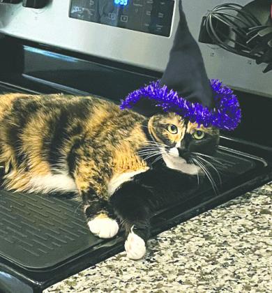 In honor of National Cat Day, enjoy some of our fine four-pawed friends. Meet Whiskey! (Photo/Toni Rowan)