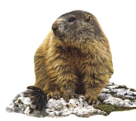 Fun facts about Groundhog Day! See what Phil says!