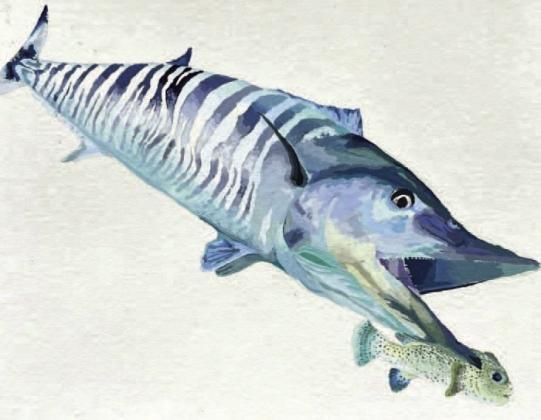 A wahoo drawn by last year’s 10-12 grade first place winner, Juliana Sessum. PHOTO/MY FWC