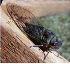 Florida has 19 species of cicadas. SUBMITTED PHOTO