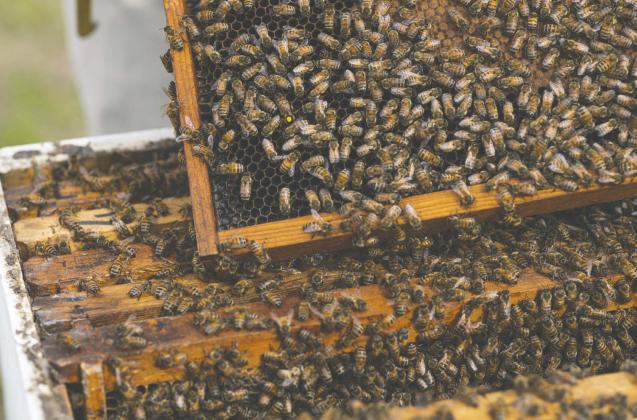 It is all of your beeswax: County residents are encouraged to participate in the new Honey Bee Community Showcase exhibit classes at the Osceola County Fair. PHOTO/UF-IFAS EXTENSION SERVICES