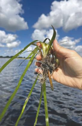 A stalk of Eelgrass is ready to be planted on the East Lake Toho lakebed using protective metal cages to prevent premature feeding by wildlife and impacts from wave action and boats. (Photos/Conservation Florida).