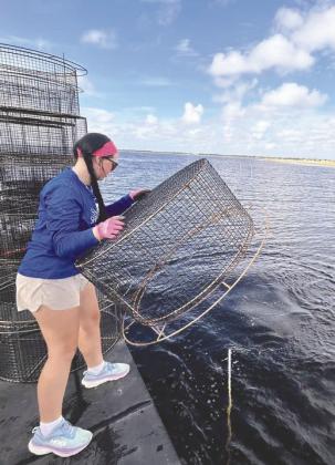 A stalk of Eelgrass is ready to be planted on the East Lake Toho lakebed using protective metal cages to prevent premature feeding by wildlife and impacts from wave action and boats. (Photos/Conservation Florida).