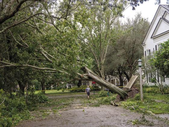 Some trees came down around the county, like this one in Celebration, thanks to Hurricane Milton. PHOTO/MARIO CASAMALHUAPA