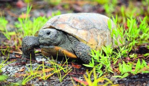 Developers who discover these animals where they are building must take care to relocate them per state guidelines.  PHOTO/MY FWC